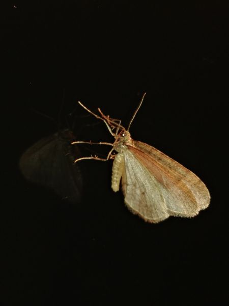 Operophtera brumata 