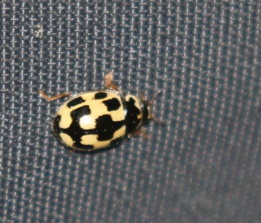 Coccinelle à damier  - Thomas Lux