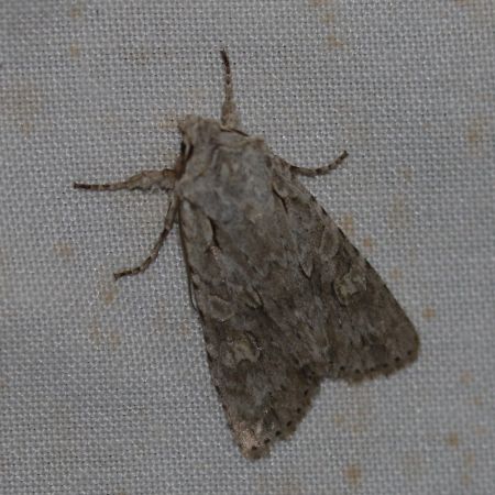 Lithophane ornitopus  - Thomas Lux