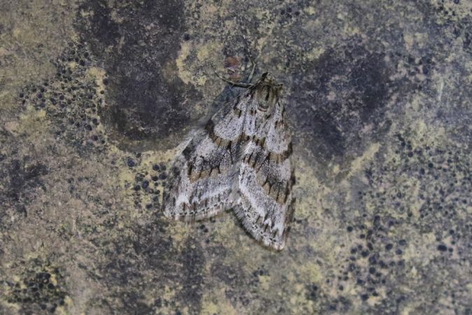 Trichopteryx polycommata  - Thomas Lux