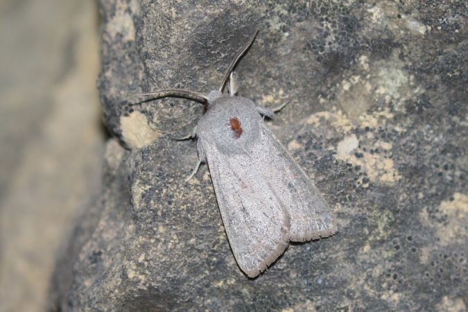 Orthosia gracilis  - Thomas Lux