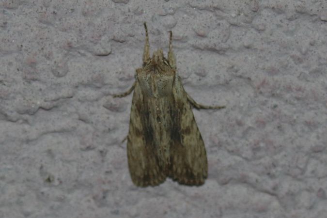 Lithophane socia  - Thomas Lux