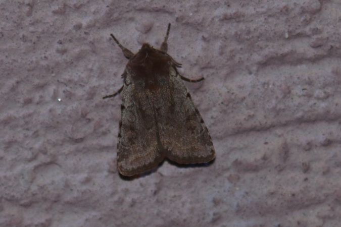 Cerastis rubricosa  - Thomas Lux