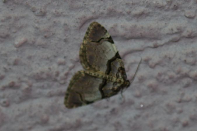 Anticlea derivata  - Thomas Lux