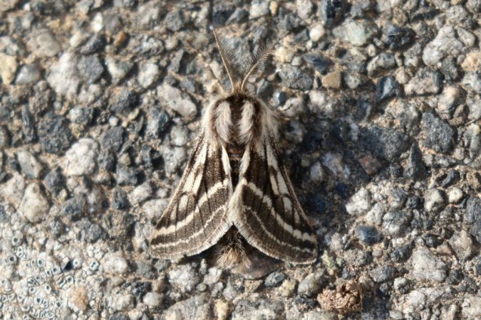 Lycia zonaria  - Thomas Lux
