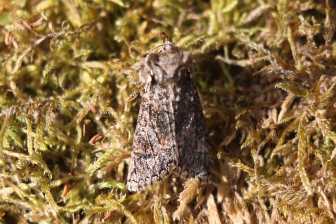 Polyploca ridens  - Thomas Lux