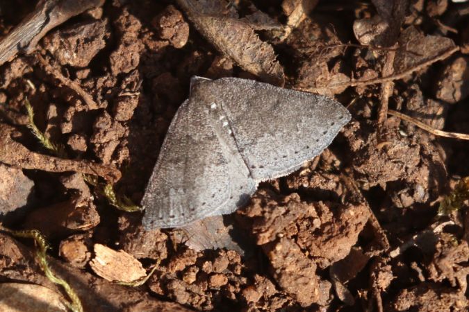Aleucis distinctata  - Thomas Lux
