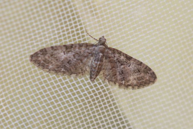 Eupithecia abbreviata  - Thomas Lux