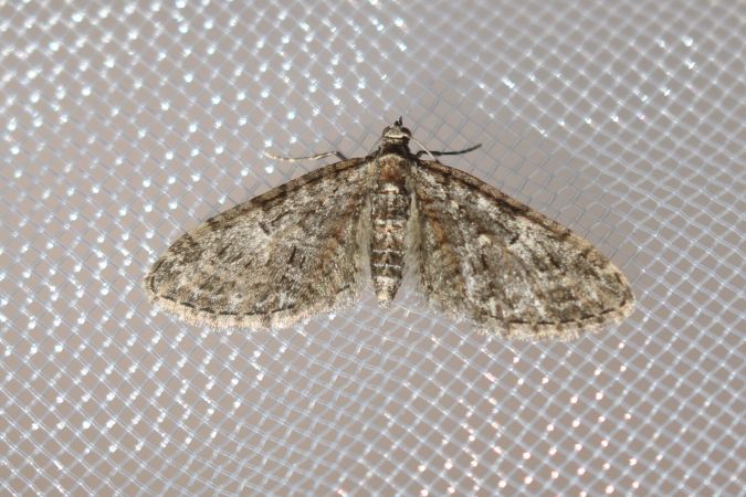 Eupithecia abbreviata  - Thomas Lux