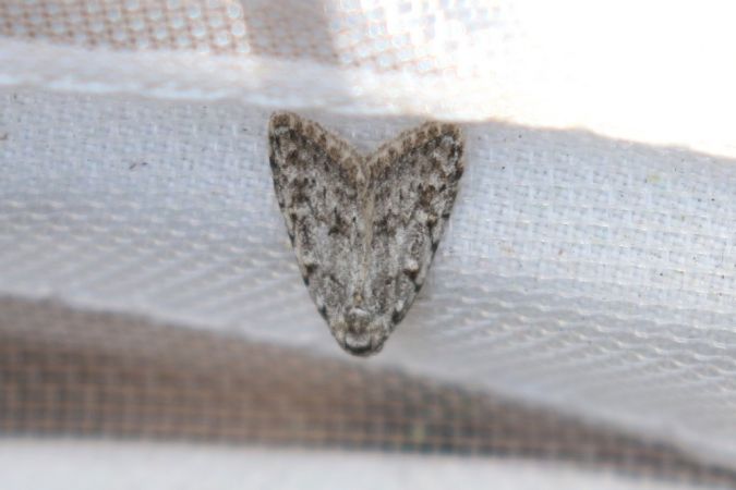 Nola confusalis  - Thomas Lux
