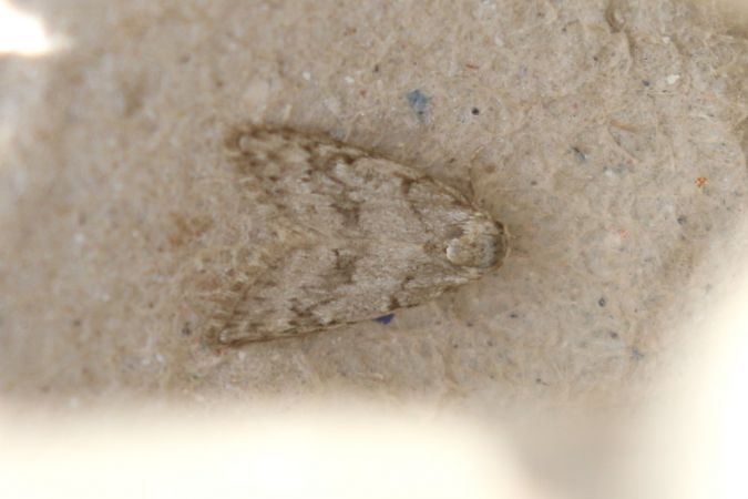 Nola confusalis  - Thomas Lux