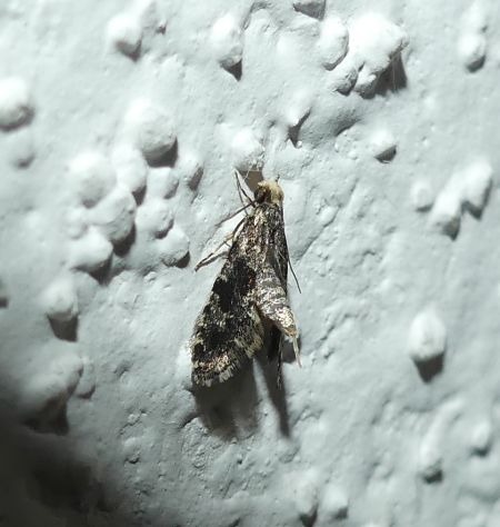 Nemapogon granella 