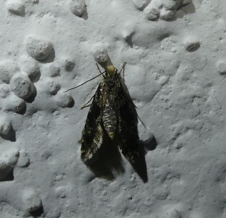 Nemapogon granella 