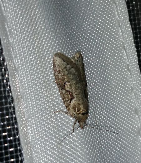 Semioscopis steinkellneriana 