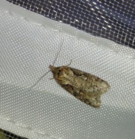 Semioscopis steinkellneriana 