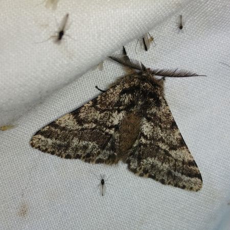Lycia hirtaria 