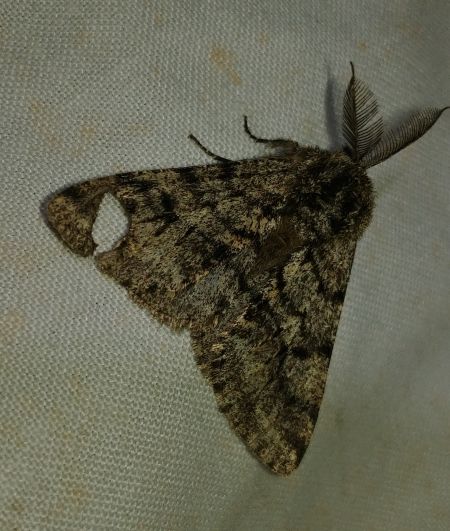Lycia hirtaria 