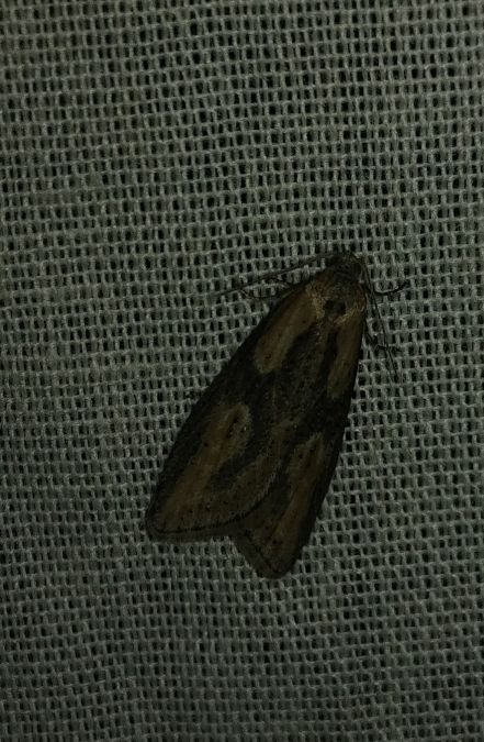 Doloploca punctulana 