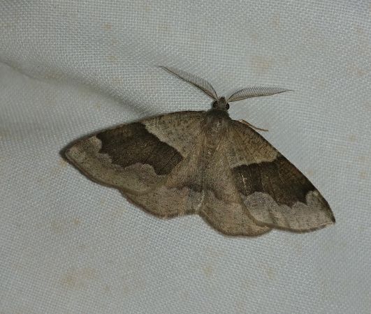 Plagodis pulveraria 