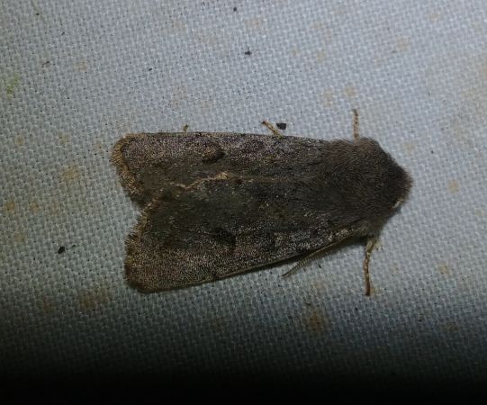 Orthosia populeti 
