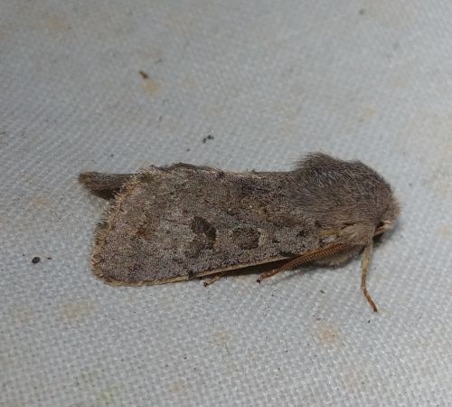 Orthosia populeti 