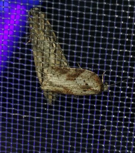 Acleris hastiana 