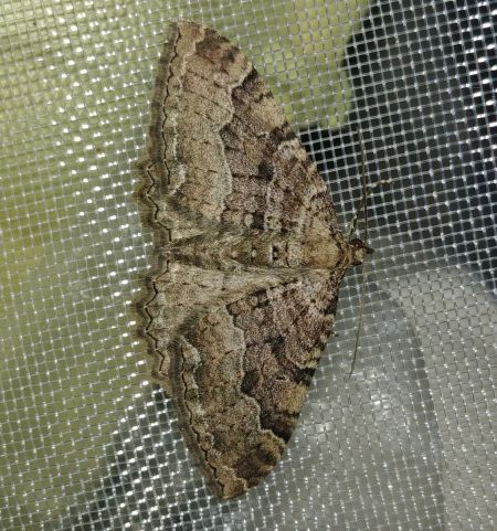 Hydria cervinalis 