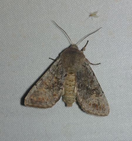 Orthosia incerta 