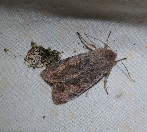 Orthosia incerta 