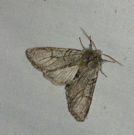 Flavicorne 