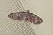 Eupithecia abbreviata  - Thomas Lux