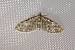 Eupithecia abbreviata  - Thomas Lux