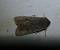 Orthosia populeti 