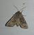 Orthosia incerta 