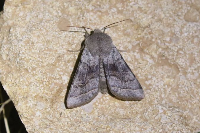 Orthosia opima  - Thomas Lux