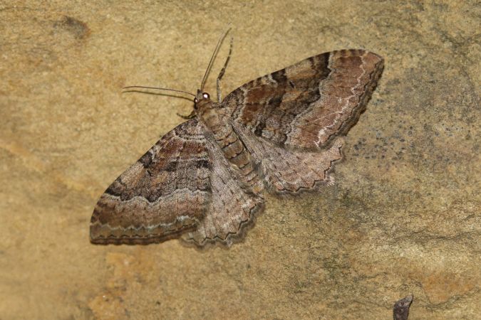 Hydria cervinalis  - Thomas Lux