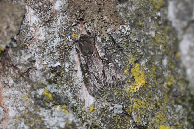 Actinotia hyperici  - Thomas Lux