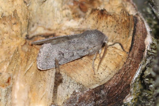 Orthosia populeti  - Thomas Lux