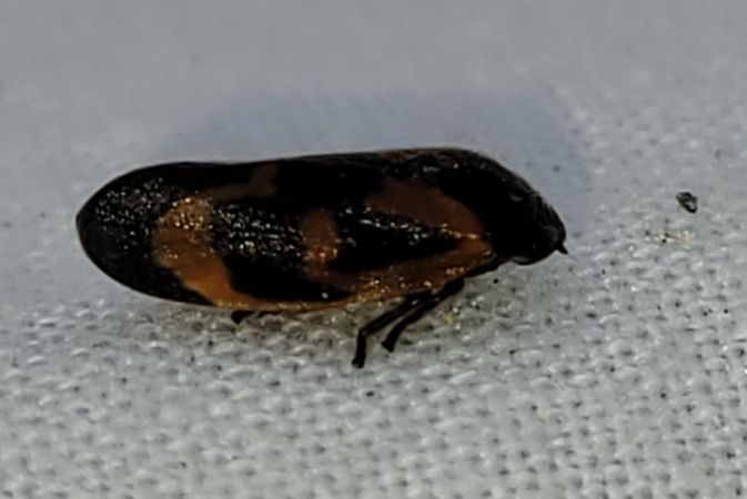Haematoloma dorsata  - Thomas Lux