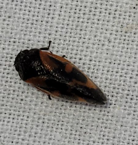 Haematoloma dorsata  - Thomas Lux