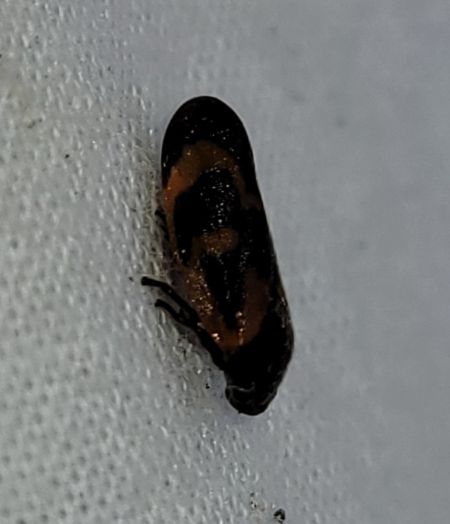 Haematoloma dorsata  - Thomas Lux