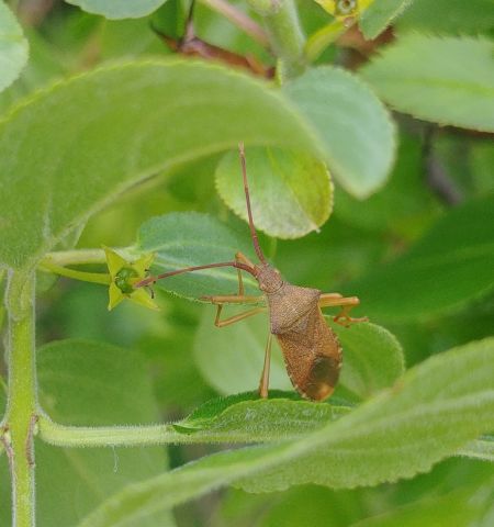 Gonocerus acuteangulatus 
