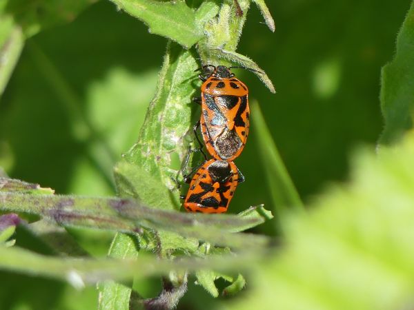 Eurydema ornata 