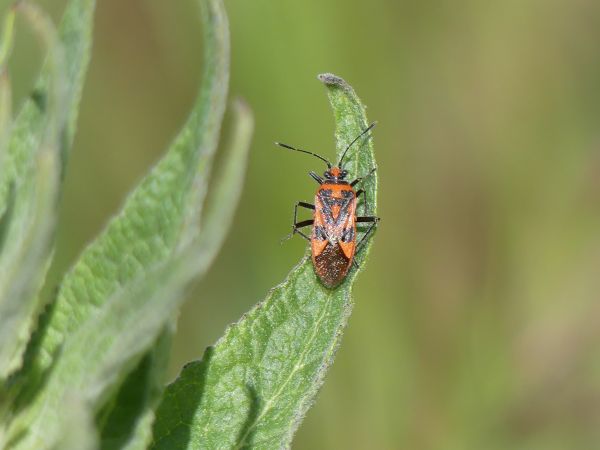 Corizus hyoscyami hyoscyami 