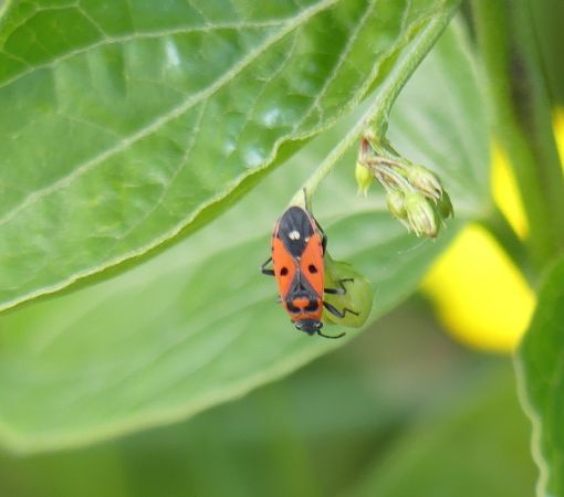 Melanocoryphus albomaculatus 