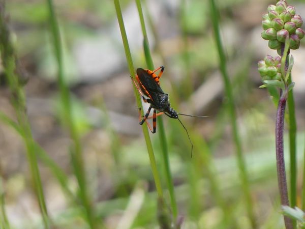 Rhynocoris annulatus 