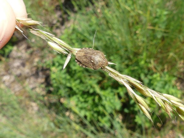 Eurygaster maura 
