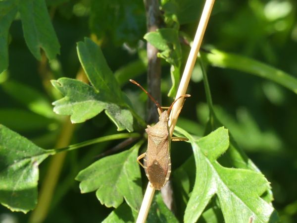 Gonocerus acuteangulatus 
