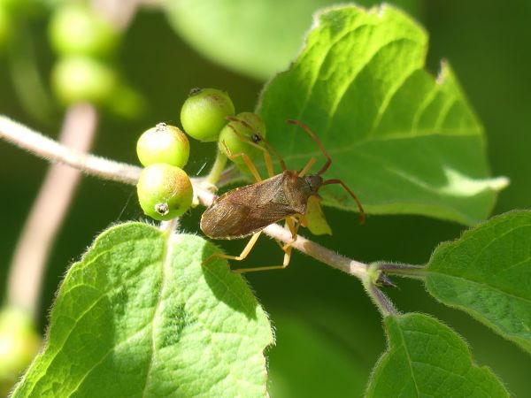 Gonocerus acuteangulatus 