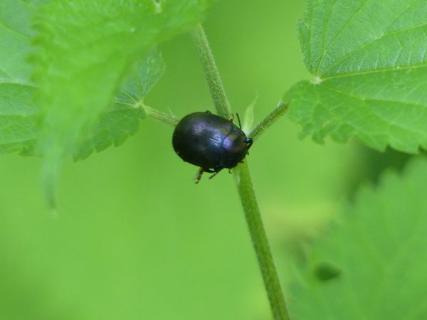 Coptosoma scutellatum 